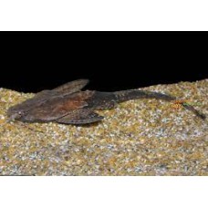 Banjo Catfish 5-6cm