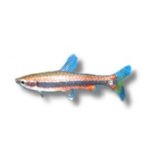Beckfordi Pencilfish 3-4cm