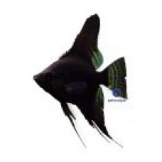 Black Velvet Longfin Angelfish 3-4cm