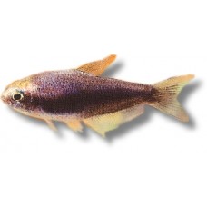 Black Emperor Tetra 3-4cm