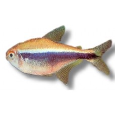 Black Neon Tetra 3-4cm