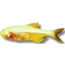 Blind Cave Tetra 3-4cm