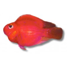 Blood Red Parrotfish 7-9cm