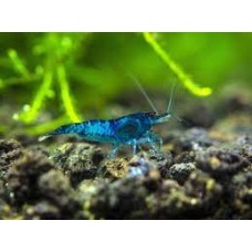  Blue Aura Cherry Shrimp 1-1.5cm