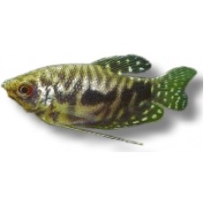 Blue Cosby Gourami 5-6cm