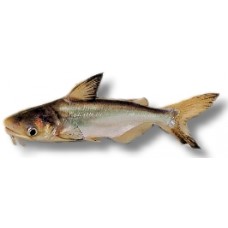 Blue Shark Catfish 5-6cm
