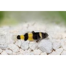 Bumble Bee Goby 2-2.5cm