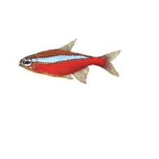 (Wild Caught) Cardinal Tetra 3-4cm