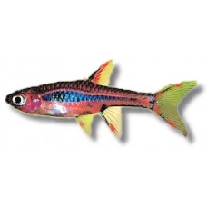 Chilli Rasbora 1-1.5cm