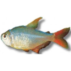 Columbian Blue Tetra 2.5-3cm