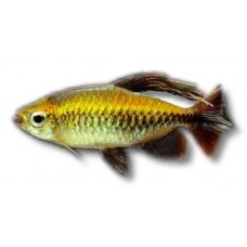 Congo Tetra 4-5cm