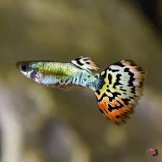 Dragon Tail Male Guppy 3-3.5cm