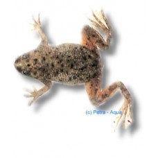 Dwarf Aquatic Frog 2cm