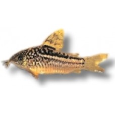 Elegans Cory 2.3cm