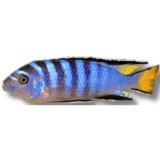  Pseudotropheus Elongatus 7.5cm