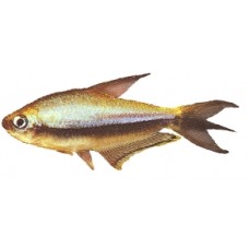 Emperor Tetra 4cm