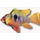 SOUTH AMERICAN DWARF CICHLIDS SOUTH AMERICAN DWARF CICHLIDS
