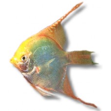 Gold Angelfish 3.5-4cm
