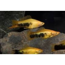Red Tuxedo Swordtails 3-4cm