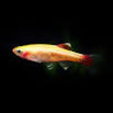 Golden Mountain Minnow 2cm