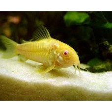 Golden Pepper Cory 2-3cm