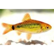 Gold Schuberti Barb 3-4cm