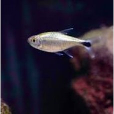 Golden Tetra 1-2cm