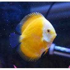 Golden Melon Discus 11.5cm