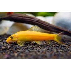 Golden Sucking Loach 4cm