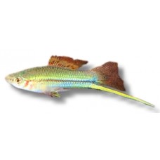 Green Swordtail 4-5cm