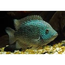 Green Texas Cichlid XL