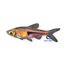 Hengeli Rasbora 1.5cm