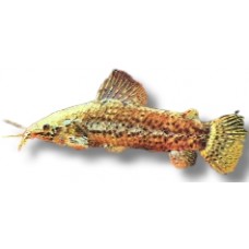 Armoured Catfish 11-12cm