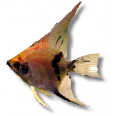 Koi Angelfish 4-5cm
