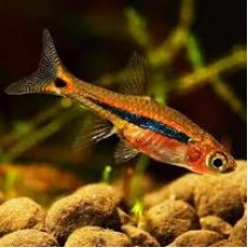 Least Rasbora 1cm