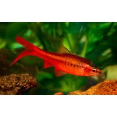 Longfin Cherry Barbs 3.5-4cm(Pair)