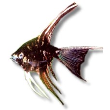 Longfin Marble Angelfish 4-5cm