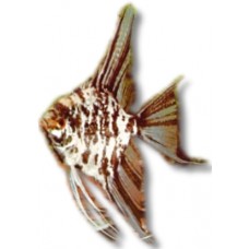  Black Marble Angelfish 7-8cm