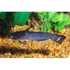 Midnight Catfish 12-14cm