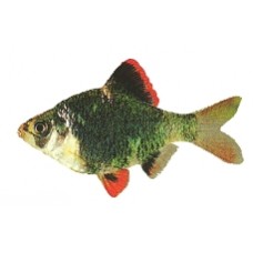 Moss Green Tiger Barbs XL