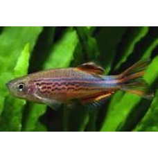 Spotted Orange Fin Danio 3-4cm