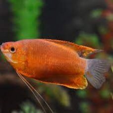 Orange Thick Lipped Gourami 4cm