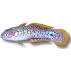 Peacock Goby 3-5cm