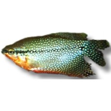 Pearl Gourami 5-6cm