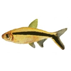 Penguin Tetra 2.5-3cm