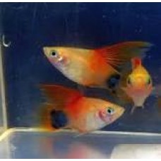 Pink/Red Mickey Mouse Platy 2-3cm