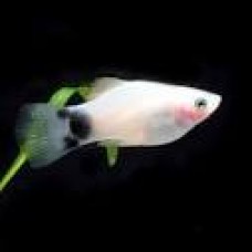 Platinum Mickey Mouse Platy 3cm