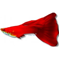  Red Butterfly Male Guppy 3cm