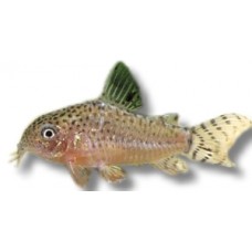 Coryadoras Punctatus 2-3cm