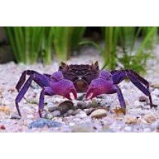 Purple Vampire Crab 2-3cm